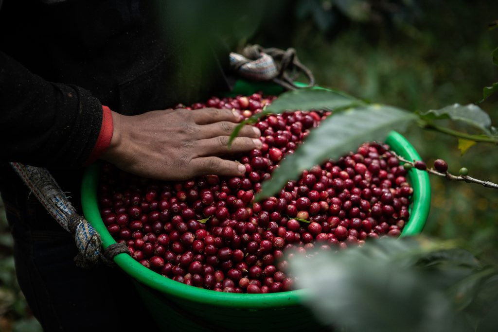 Guatemala - El Guaya’b Organic