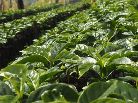*Decaf* Ethiopia - Sidamo